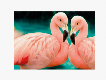Картина по номерам арт. RAS20946 Пара фламинго 20*30 в кор. Картина по номерам арт. RAS20946 Пара фламинго 20*30 в кор.