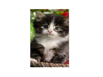 Картина по номерам арт. RAS20979 Котенок 20*30 в кор. Картина по номерам арт. RAS20979 Котенок 20*30 в кор.